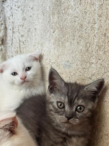 Кошки: Skotuş qıvrıqqulaq balaları - Cins: Scottish Fold (qıvrıq qulaqlı) - — 5