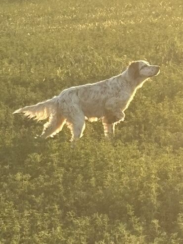 Psi: Na prodaju stenci engleskog setera. Stenci su iz vrhunskog legla na lalafo.rs — 2 Psi: Na prodaju stenci engleskog setera. Stenci su iz vrhunskog legla — 2