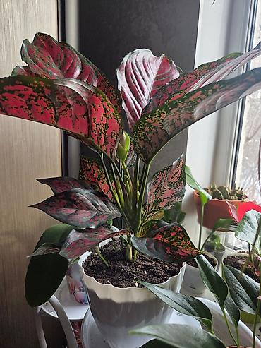 Драцены и Сансевиерии: Сансевиерия (Sansevieria, «щучий хвост») в горшке. Описание: - — 12