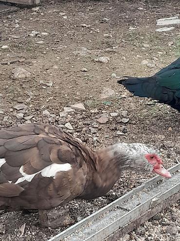 Ördəklər: 1 dene 1 illiy krasnadar dişi 25 manat 15 dene pekin ördey 10 — 1