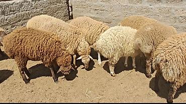 Mal-qara: Quzular 35-37kilo arasidir emlik vaxdinnan saxlayiram kök quzulardir — 2