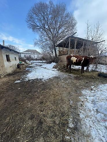 Продажа коттеджей и домов: Продаётся жилой дом с хозяйственным двором. с участком 15 соток. 4 — 8