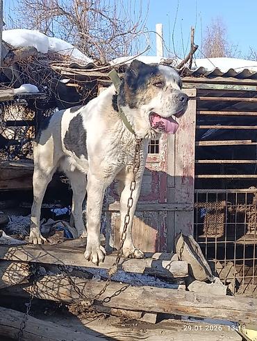 Вязка собак: Кабель возраст 4,5 года холка 94 супертяж чемпион Кыргызстана и — 10