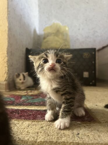 Продажа кошек: Сибирская, 1 месяц, Девочка, Серый, Приучена к лотку, Проглистована, С прививками