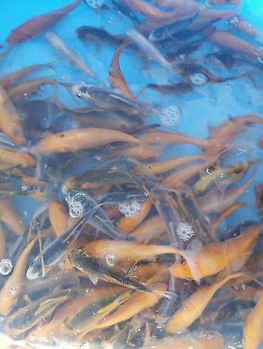 Рыбы: Коя, малёк карпа Кои — 1