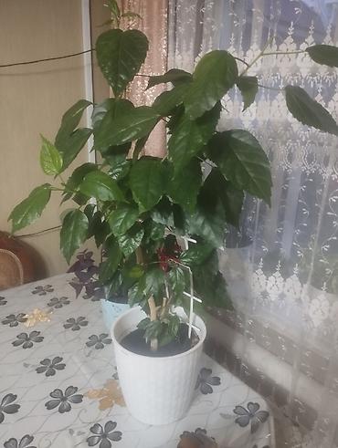 Китайская роза (гибискус) в горшке. - Высота с горшком: около 1 м - at lalafo.kg Китайская роза (гибискус) в горшке. - Высота с горшком: около 1 м -