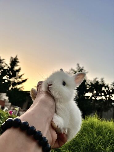 Dovşanlar: Salam🖐🏻.Her biri real dovşan şekilleridir öz heyetimde saxladığım — 16