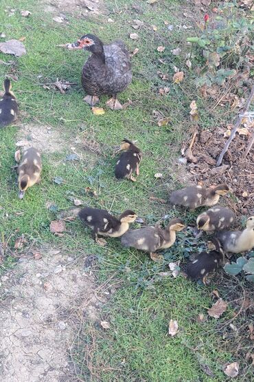 Ördəklər: Dişi, | Macar, Damazlıq, Pulsuz çatdırılma — 14