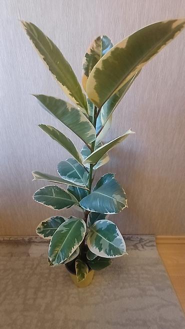 Фикусы: Фикус эластика вариегатный (Ficus elastica Tineke). - Высота растения — 4