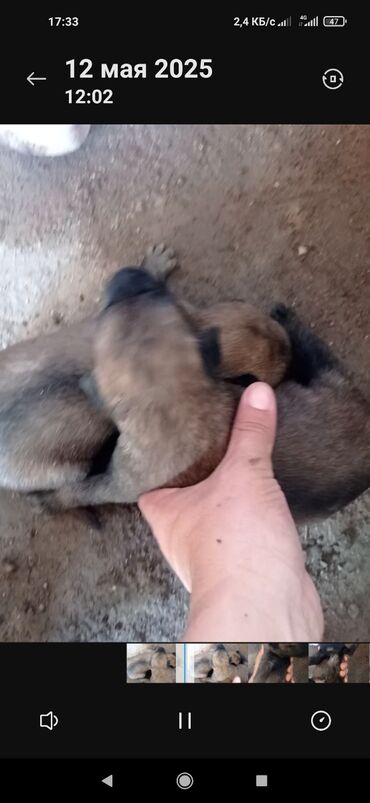 шенки овчарки: Бельгийская овчарка, 1 месяц, Самка