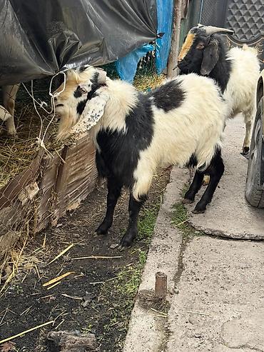Козы, козлы: Продаю | Козёл (самец) | Полукровка | Для разведения | Осеменитель — 4
