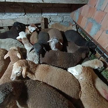 Quzu: Salam aleyküm dişi quzlar205 mantda kom 14 quzdu dişller. erkey — 3