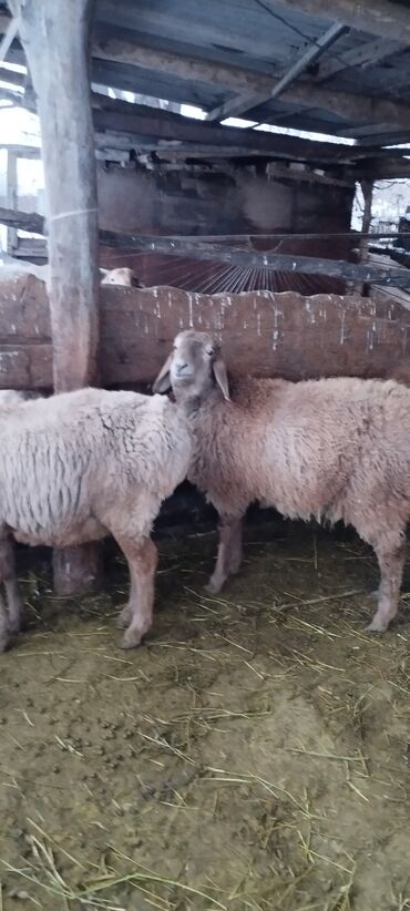 Бараны, овцы: Продаю | Баран (самец) | Для разведения | Осеменитель at lalafo.kg — 2 Бараны, овцы: Продаю | Баран (самец) | Для разведения | Осеменитель — 2