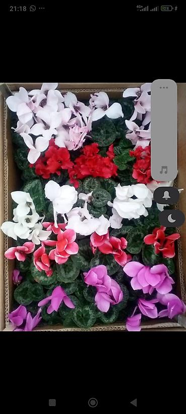 Другие комнатные растения: ОПТОМ Цикламен в горшке — комнатное цветущее растение. Описание: - — 4