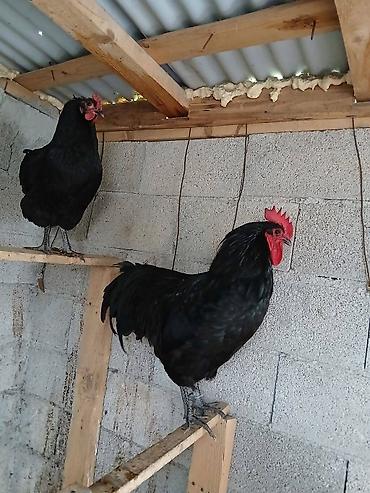 danşan quş: Uzunquyruq avstrolop yumurtasi satilir.Qiymet 1 manat kim isdese gelib — 8