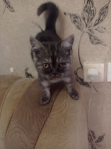 одежда для собак в баку: Britan, Erkək