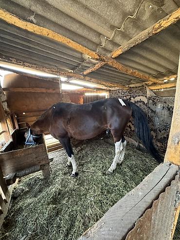 Продам с/х животных: Продаю | Жеребец | Рабочий — 1