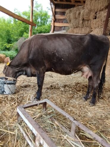 животные корова: Продаю | Корова (самка) | Абердин-ангус | Для молока | Привязанные