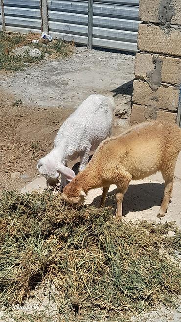 quba heyvan satışı: Satlıq qoyun-quzu - Növ: yerli qoyunlar (iki baş gənc heyvan) - — 1