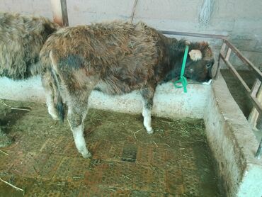 Коровы, быки: Продаю | Тёлка | Алатауская, Полукровка | Для разведения | После отела — 25