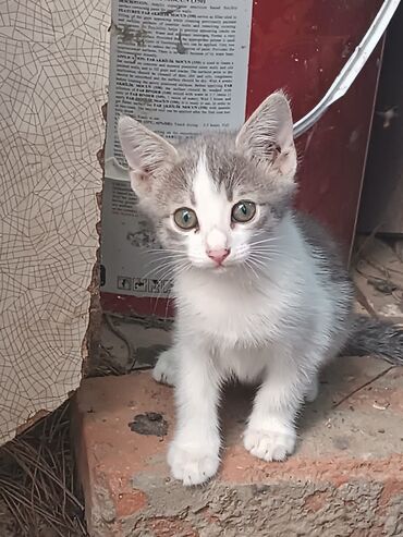 ağ pişik balası: Dişi, Yaxşı əllərə, Ünvandan götürmə