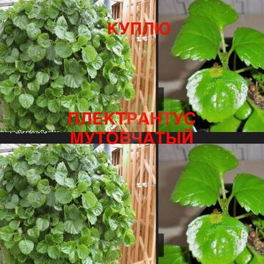 купить цветочные горшки: КУПЛЮ ПЛЕКТРАНТУС МУТОВЧАТЫЙ
