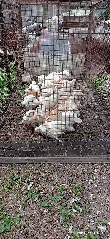 Галька: Речная/окатанная галька и булыжник разного размера. Описание: - — 2