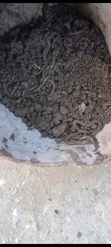ev bitkiləri: Canlı torpaq qurdları – bağçılıq və balıqçılıq üçün - Məhsul: Canlı — 6