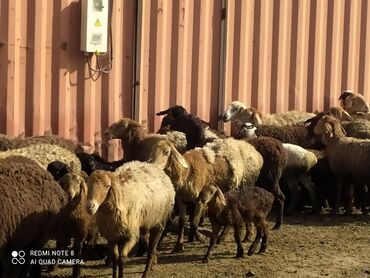 Бараны, овцы: Продаю | Овца (самка), Ягненок | Полукровка, Арашан | Для разведения | Осеменитель, Матка, Ярка