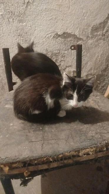животные кошка: Котята, несколько окрасов: - черно-белые (смокинг) - рыжий - черный - — 2
