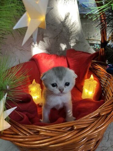 Pişiklər: Britan, Erkək, Dişi — 14