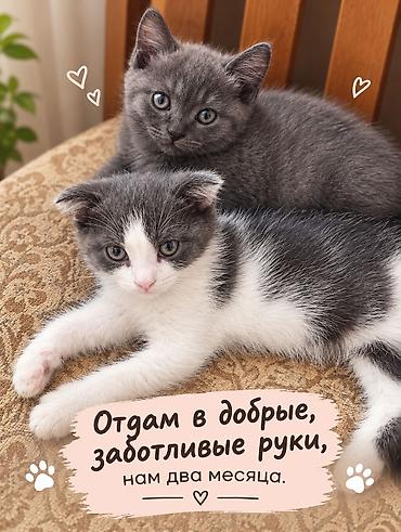 black cat: Скотиш Фолд (Шотландская вислоухая), 2 месяца, Мальчик, Серый, Приучена к лотку — 3