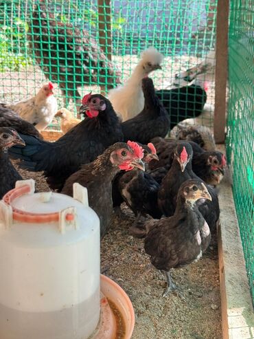 попугай неразлучник купить: 🐣Продаю декоративные карликовые породы кур и петухов! Отличные