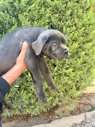 İtlər: Kane-Korso, 2 ay — 23