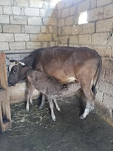 Inəklər, öküzlər: Salam aleykum birinci qarına dogmush duyedi altında dishi balası var — 2