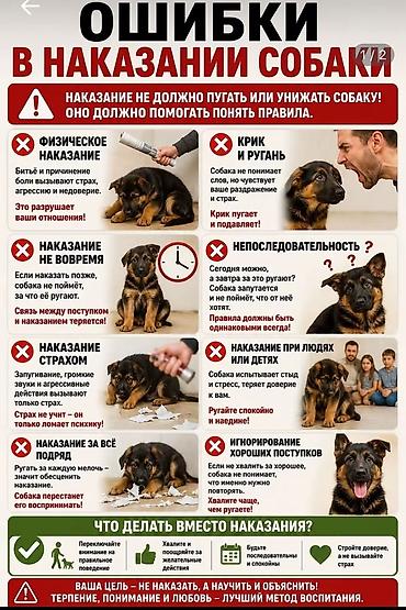кой ош: Услуги кинолога: дрессировка, коррекция поведения и социализация — 4