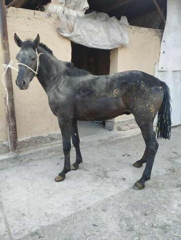 карачаевская лошадь: Продаю | Жеребец | На забой