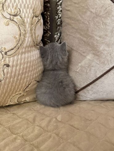 Pişiklər: Britan yastı qulaq, Erkək, Dişi, Yaxşı əllərə, Ünvandan götürmə, Pulsuz çatdırılma, Ödənişli çatdırılma — 21