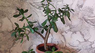 Другие комнатные растения: Толстянка,сансевиерия. Продаю толстянку! Есть взрослое растение - — 3