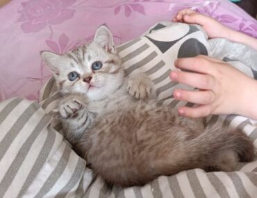 породистая: Британская короткошёрстная, 1 месяц, Девочка, Голубой