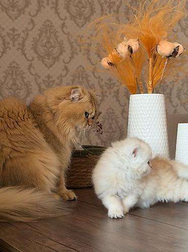 Pişiklər: Britan, Erkək — 2