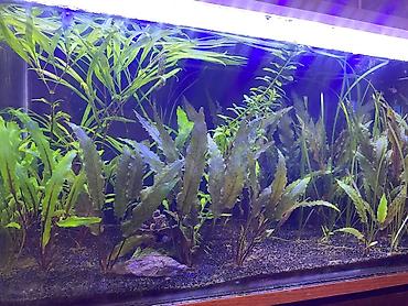Akvarium aksesuar və ləvazimatları: Təbii ekosistem qurulmuş bitki akvaryumu satılır. içində balıqla — 7