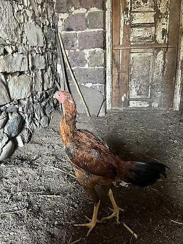 cucə balası: Toyuq cücələri, Damazlıq — 7