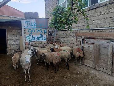 qarabağ qoyunu: Erkeydiler kökduler 17 18 klo etleri var kime lazimdisa vaccapimiz — 6