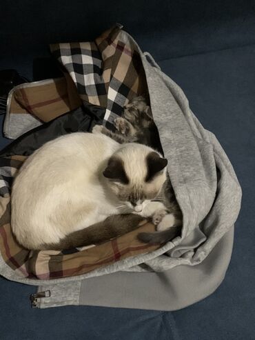 Отдам даром кошку: 9 месяцев, Девочка at lalafo.kg — 7 Отдам даром кошку: 9 месяцев, Девочка — 7