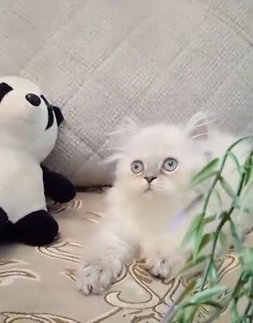 ragdoll pisik: Fars, Dişi — 3