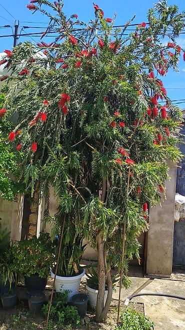 bitki dərmanları satışı: Salam təcili, pul laizm olduqu üçün dekaritiv, həyət gülü satılır — 1