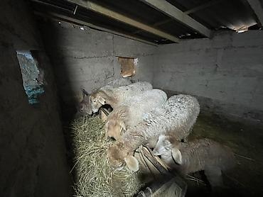 Баран, овца: Продаю | Овца (самка) | Для разведения | Матка — 7