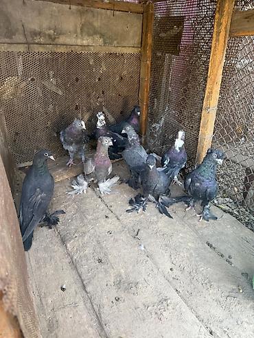 животные на продажу: Продаю голубей — 2