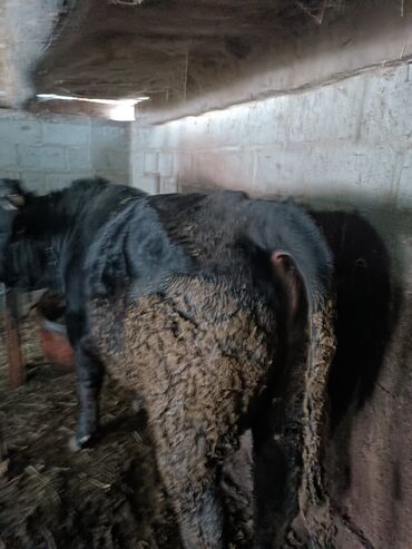 Коровы, быки: Продаю | Бык (самец) | На откорм | Привязанные — 6